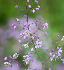 Žluťucha Delavayova - Thalictrum delavayi