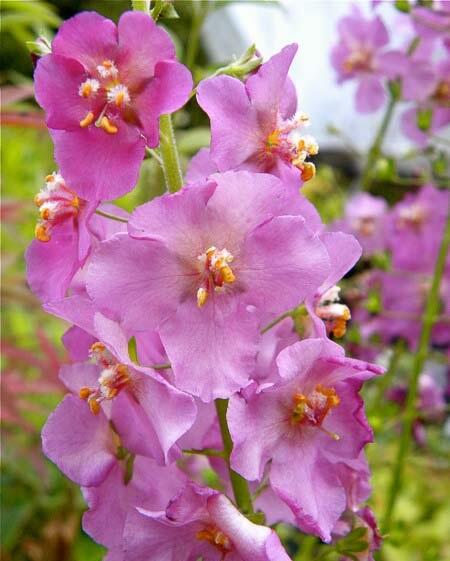 Divizna brunátná 'Rosetta' - Verbascum phoeniceum 'Rosetta'