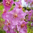 Divizna brunátná 'Rosetta' - Verbascum phoeniceum 'Rosetta'