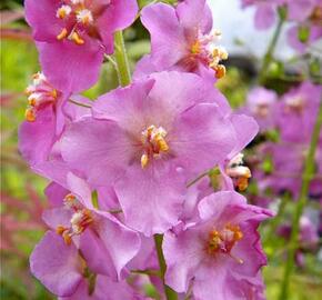 Divizna brunátná 'Rosetta' - Verbascum phoeniceum 'Rosetta'