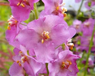 Divizna brunátná 'Rosetta'