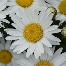 Kopretina největší 'Madonna' - Leucanthemum maximum 'Madonna'