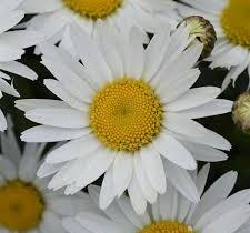 Kopretina největší 'Madonna' - Leucanthemum maximum 'Madonna'