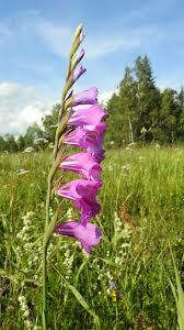 Mečík střechovitý - Gladiolus imbricatus