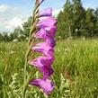 Mečík střechovitý - Gladiolus imbricatus