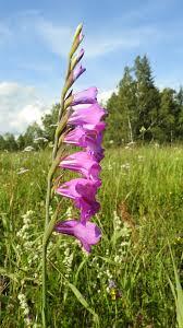 Mečík střechovitý - Gladiolus imbricatus