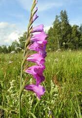 Mečík střechovitý - Gladiolus imbricatus