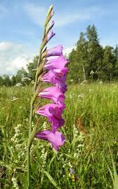 Mečík střechovitý - Gladiolus imbricatus