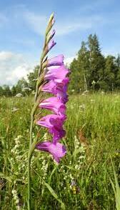 Mečík střechovitý