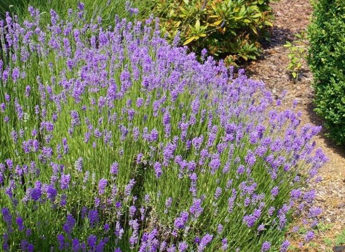 Levandule úzkolistá 'Lavanto Purple' - Lavandula angustifolia 'Lavanto Purple'