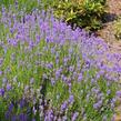 Levandule úzkolistá 'Lavanto Purple' - Lavandula angustifolia 'Lavanto Purple'