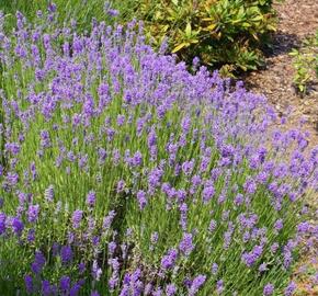 Levandule úzkolistá 'Lavanto Purple' - Lavandula angustifolia 'Lavanto Purple'