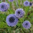 Koulenka prodloužená - Globularia bisnagarica