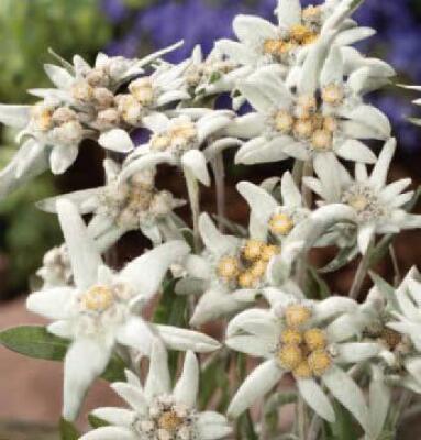 Protěž alpská 'Navajo' - Leontopodium alpinum 'Navajo'