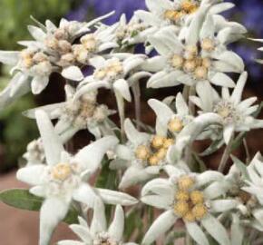 Protěž alpská 'Navajo'