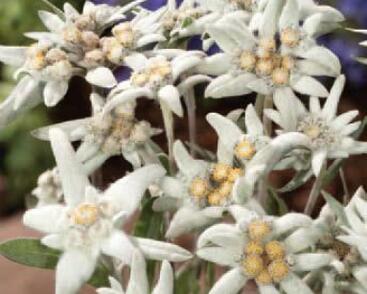 Protěž alpská 'Navajo'