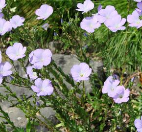 Len chlupatý - Linum hirsutum