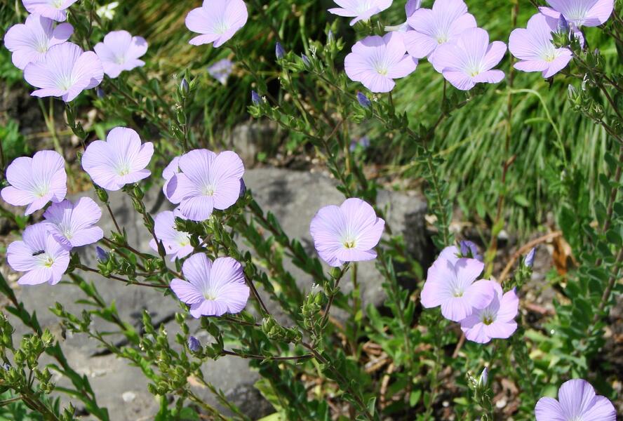 Len chlupatý - Linum hirsutum