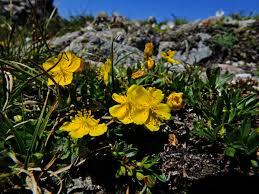 Devaterník skalní - Helianthemum rupifragum