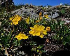 Devaterník skalní - Helianthemum rupifragum