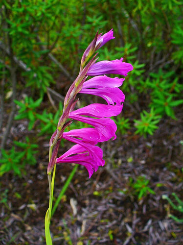 Mečík bahenní - Gladiolus palustris