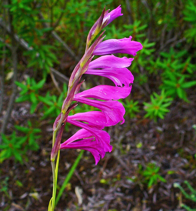 Mečík bahenní - Gladiolus palustris