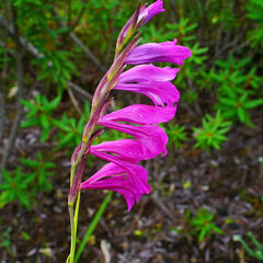 Mečík bahenní - Gladiolus palustris