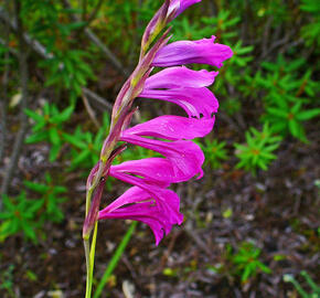 Mečík bahenní - Gladiolus palustris
