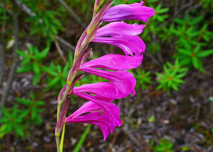 Mečík bahenní - Gladiolus palustris