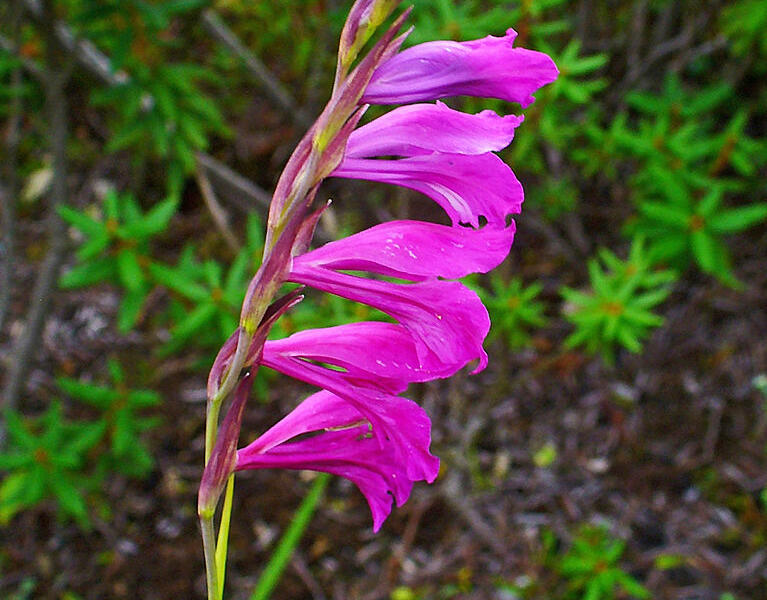 Mečík bahenní - Gladiolus palustris