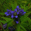 Hořec - Gentiana puberulenta