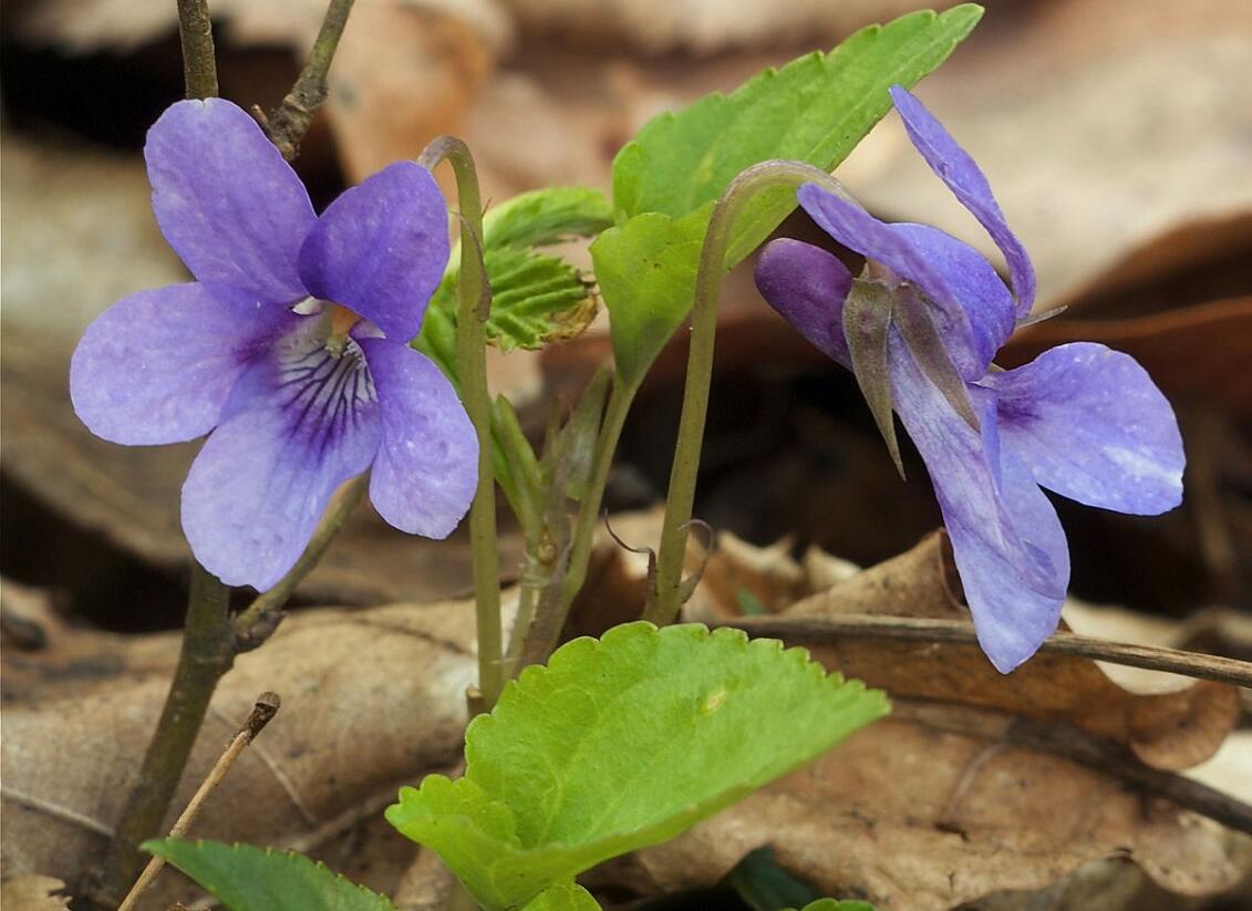 Violka lesní - Viola reichenbachiana