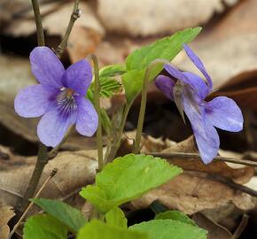 Violka lesní