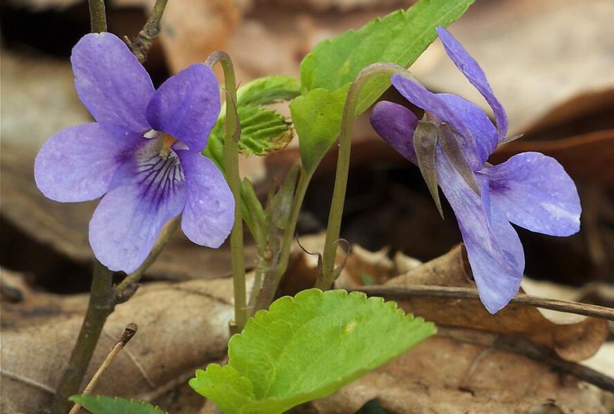 Violka lesní - Viola reichenbachiana