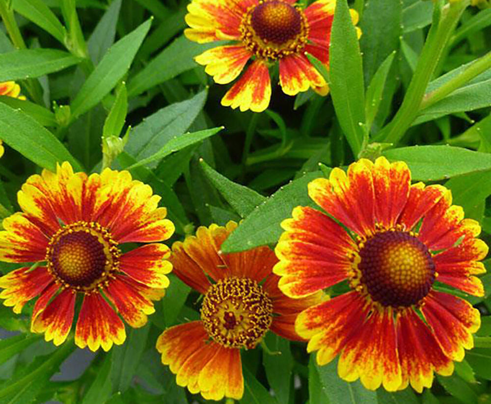 Záplevák podzimní 'Zorro Bicolor Shades' - Helenium autumnale 'Zorro Bicolor Shades'