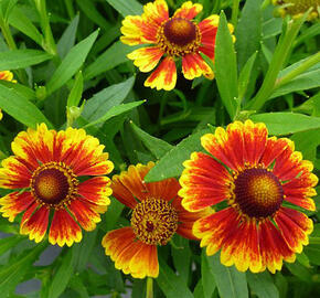 Záplevák podzimní 'Zorro Bicolor Shades'