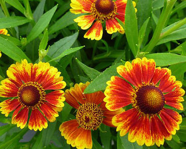 Záplevák podzimní 'Zorro Bicolor Shades'