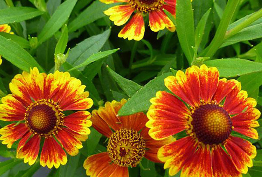 Záplevák podzimní 'Zorro Bicolor Shades' - Helenium autumnale 'Zorro Bicolor Shades'