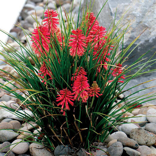 Kleopatřina jehla 'Poco Red' - Kniphofia uvaria 'Poco Red'