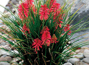 Kleopatřina jehla 'Poco Red' - Kniphofia uvaria 'Poco Red'
