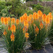 Kleopatřina jehla 'Poco Orange' - Kniphofia uvaria 'Poco Orange'