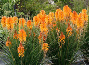 Kleopatřina jehla 'Poco Orange' - Kniphofia uvaria 'Poco Orange'