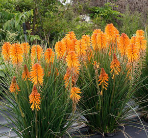 Kleopatřina jehla 'Poco Orange' - Kniphofia uvaria 'Poco Orange'