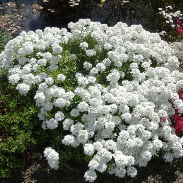 Iberka vždyzelená 'Appen Etz' - Iberis sempervirens 'Appen Etz'