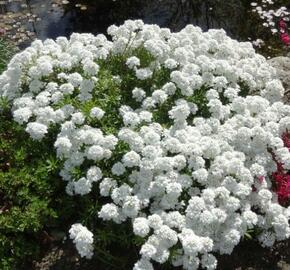 Iberka 'Appen Etz' - Iberis sempervirens 'Appen Etz'