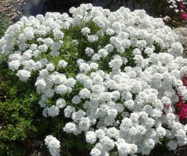 Iberka 'Appen Etz' - Iberis sempervirens 'Appen Etz'