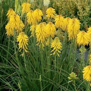 Kleopatřina jehla 'Poco Yellow' - Kniphofia uvaria 'Poco Yellow'