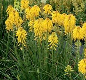 Kleopatřina jehla 'Poco Yellow' - Kniphofia uvaria 'Poco Yellow'