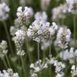 Levandule úzkolistá 'Arctic Snow' - Lavandula angustifolia 'Arctic Snow'