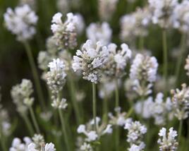 Levandule úzkolistá 'Arctic Snow'